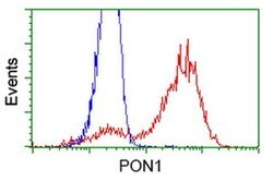 PON1 Monoclonal Antibody (OTI2A9), TrueMAB , OriGene 100 &mu;L; Unconjugated:Antibodies,