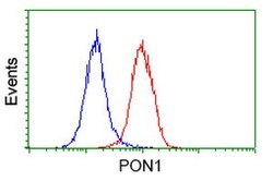 PON1 Mouse anti-Human, Clone: OTI2A9, lyophilized, TrueMAB 100 &mu;g; Unconjugated:Antibodies,