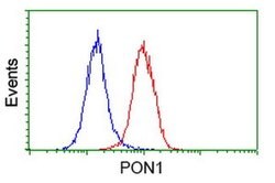 PON1 Monoclonal Antibody (OTI2A9), TrueMAB , OriGene 100 &mu;L; Unconjugated:Antibodies,