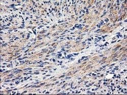 PON1 Monoclonal Antibody (OTI2D4), TrueMAB , OriGene 30 &mu;L; Unconjugated:Antibodies,