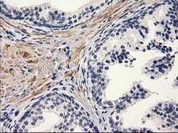 PON1 Monoclonal Antibody (OTI2D4), TrueMAB , OriGene 30 &mu;L; Unconjugated:Antibodies,