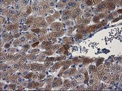 PON1 Monoclonal Antibody (OTI2A6), TrueMAB , OriGene 100 &mu;L; Unconjugated:Antibodies,