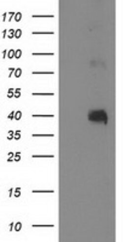 PON1 Mouse anti-Human, Clone: OTI2A6, lyophilized, TrueMAB 100 &mu;g | Buy Online | Origene Technologies | Fisher Scientific
