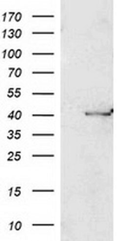 PON1 Monoclonal Antibody (OTI2A9), TrueMAB , OriGene 100 &mu;L; Unconjugated:Antibodies,