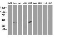 PON1 Mouse anti-Human, Clone: OTI2A9, lyophilized, TrueMAB 100 &mu;g; Unconjugated:Antibodies,