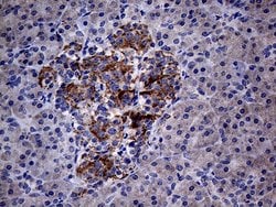 PON3 Mouse anti-Human, Clone: OTI1A5, lyophilized, TrueMAB 100 &mu;g; Unconjugated:Antibodies,