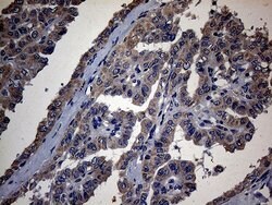 PON3 Mouse anti-Human, Clone: OTI1A5, lyophilized, TrueMAB 100 &mu;g; Unconjugated:Antibodies,