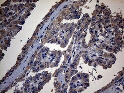 PON3 Monoclonal Antibody (OTI1A5), TrueMAB , OriGene 100 &mu;L; Unconjugated:Antibodies,