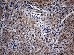 PON3 Mouse anti-Human, Clone: OTI1A5, lyophilized, TrueMAB 100 &mu;g; Unconjugated:Antibodies,