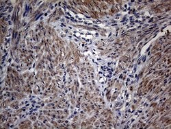 PON3 Monoclonal Antibody (OTI1A5), TrueMAB , OriGene 100 &mu;L; Unconjugated:Antibodies,