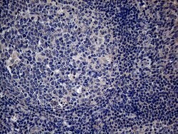 PON3 Mouse anti-Human, Clone: OTI1A5, lyophilized, TrueMAB 100 &mu;g; Unconjugated:Antibodies,