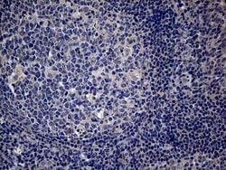 PON3 Monoclonal Antibody (OTI1A5), TrueMAB , OriGene 100 &mu;L; Unconjugated:Antibodies,