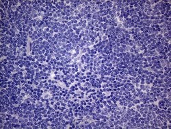 PON3 Monoclonal Antibody (OTI1B12), TrueMAB , OriGene 100 &mu;L; Unconjugated:Antibodies,