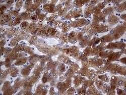 PON3 Monoclonal Antibody (OTI1B12), TrueMAB , OriGene 100 &mu;L; Unconjugated:Antibodies,