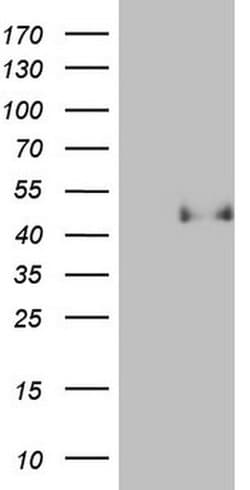 PON3 Monoclonal Antibody (OTI1F12), TrueMAB , OriGene:Antibodies:Primary