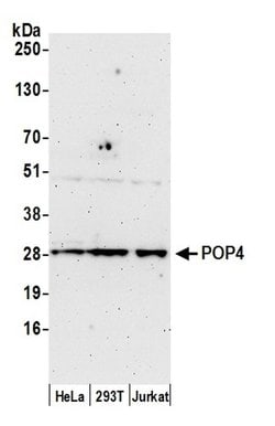 POP4 Polyclonal Antibody, Bethyl Laboratories:Antibodies:Primary Antibodies