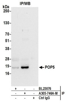 POP5 Polyclonal Antibody, Bethyl Laboratories:Antibodies:Primary Antibodies