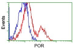 POR Mouse anti-Human, Clone: OTI3H10, lyophilized, TrueMAB 100 &mu;g; Unconjugated:Antibodies,