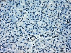 POR Mouse anti-Human, Clone: OTI3H10, lyophilized, TrueMAB 100 &mu;g; Unconjugated:Antibodies,