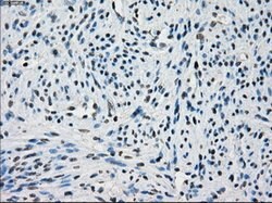 POR Mouse anti-Human, Clone: OTI3H10, lyophilized, TrueMAB 100 &mu;g; Unconjugated:Antibodies,