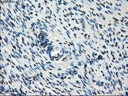 POR Mouse anti-Human, Clone: OTI6C4, TrueMAB , Origene 30 &mu;L | Buy Online | Origene Technologies | Fisher Scientific