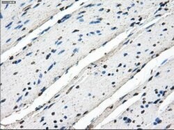 POR Mouse anti-Human, Clone: OTI6C4, TrueMAB , Origene 30 &mu;L | Buy Online | Origene Technologies | Fisher Scientific