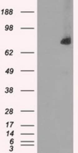 POR Mouse anti-Human, Clone: OTI3H10, lyophilized, TrueMAB 100 &mu;g; Unconjugated:Antibodies,