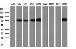 POR Mouse anti-Human, Clone: OTI6C4, TrueMAB , Origene 30 &mu;L | Buy Online | Origene Technologies | Fisher Scientific