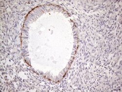 POTEG Mouse anti-Human, Clone: OTI2G1, lyophilized, TrueMAB 100 &mu;g;