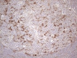 POTEG Mouse anti-Human, Clone: OTI2G1, lyophilized, TrueMAB 100 &mu;g;