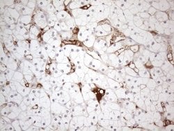 POTEG Mouse anti-Human, Clone: OTI2G1, lyophilized, TrueMAB 100 &mu;g;
