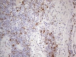 POU2AF1 Monoclonal Antibody (OTI2D4), TrueMAB , OriGene 100 &mu;L; Unconjugated:Antibodies,