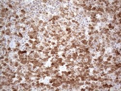 POU2AF1 Monoclonal Antibody (OTI2D4), TrueMAB , OriGene 100 &mu;L; Unconjugated:Antibodies,