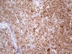 POU2AF1 Mouse anti-Human, Clone: OTI2D4, lyophilized, TrueMAB 100 &mu;g | Buy Online | OriGene | Fisher Scientific