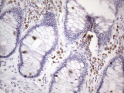 POU2AF1 Monoclonal Antibody (OTI2D4), TrueMAB , OriGene 100 &mu;L; Unconjugated:Antibodies,