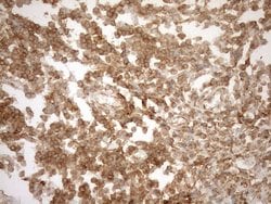 POU2AF1 Monoclonal Antibody (OTI13G1), TrueMAB , OriGene 100 &mu;L; Unconjugated:Antibodies,