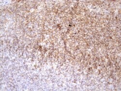 POU2AF1 Monoclonal Antibody (OTI13G1), TrueMAB , OriGene:Antibodies:Primary