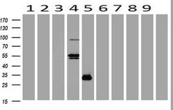 POU2AF1 Monoclonal Antibody (OTI1E11), TrueMAB , OriGene 30 &mu;L; Unconjugated:Antibodies,