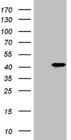 POU2AF1 Monoclonal Antibody (OTI2E1), TrueMAB , OriGene:Antibodies:Primary