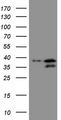 POU2AF1 Monoclonal Antibody (OTI13G1), TrueMAB , OriGene:Antibodies:Primary