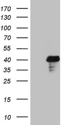 POU4F3 Mouse anti-Human, Clone: OTI4C5, lyophilized, TrueMAB 100 &mu;g;