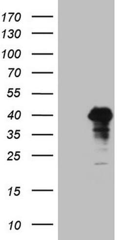 POU4F3 Monoclonal Antibody (OTI3A12), TrueMAB , OriGene 100 &mu;L; Unconjugated:Antibodies,