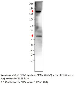 PP2A-epsilon Rabbit anti-Human, Mouse, Rat, Polyclonal, FabGennix 200 &mu;L;