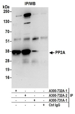 PP2A Rabbit anti-Human, Mouse, Polyclonal, Bethyl Laboratories 100 &mu;l;