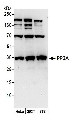 PP2A Rabbit anti-Human, Mouse, Polyclonal, Bethyl Laboratories 100 &mu;l;