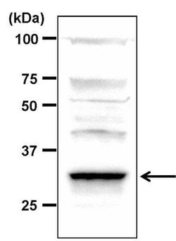 Invitrogen PP2A alpha Polyclonal Antibody 100 &mu;L; Unconjugated:Antibodies,