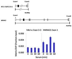 PPP6C Polyclonal Antibody:Antibodies, Polyclonal