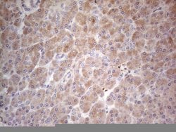 PPA2 Mouse anti-Human, Clone: OTI7C1, lyophilized, TrueMAB 100 &mu;g; Unconjugated:Antibodies,