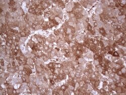 PPA2 Mouse anti-Human, Clone: OTI7C1, lyophilized, TrueMAB 100 &mu;g; Unconjugated:Antibodies,
