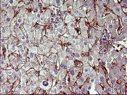 PPAP2A Mouse anti-Human, Clone: OTI1H4, lyophilized, TrueMAB 100 &mu;g;